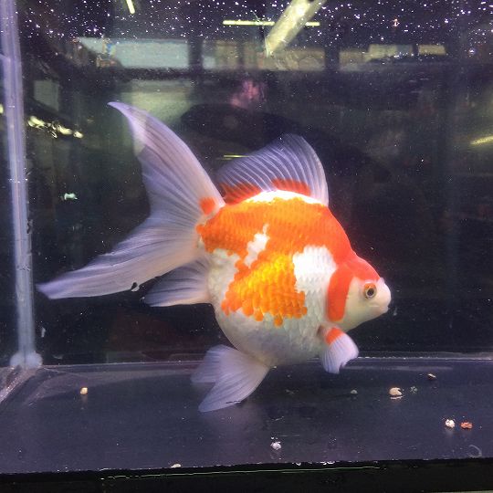 玉サバ　新潟、長岡山古志セレクト20cm 玉サバ 新潟、長岡山古志セレクト20cm