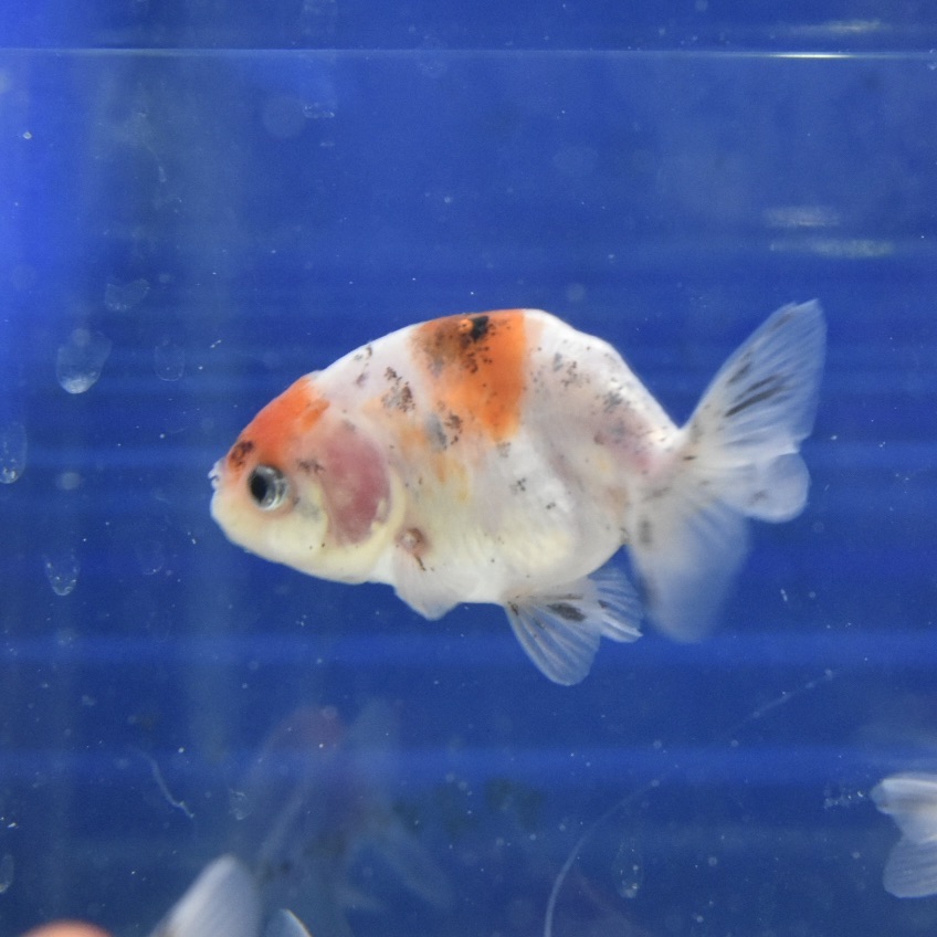 江戸錦2才SM(約5～6cm) 1匹』（弥富市・八木産） - 生体販売/金魚/【らんちゅう型】らんちゅう [ヤマゲンペット]