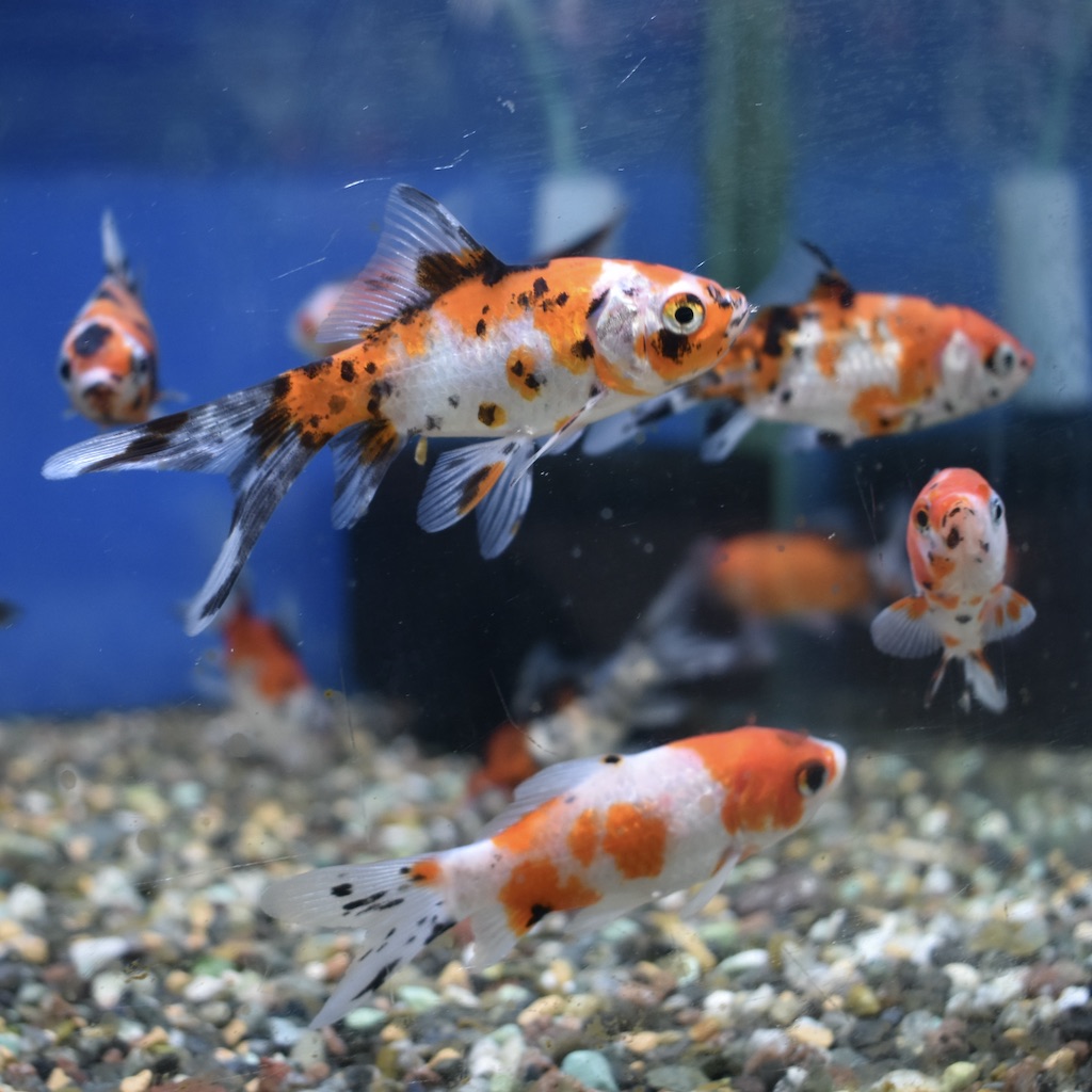 弥富・長尾産 メタリック朱文金 S(約7～8cm) 1匹 - 生体販売/金魚/【和金系】朱文金 [ヤマゲンペット]