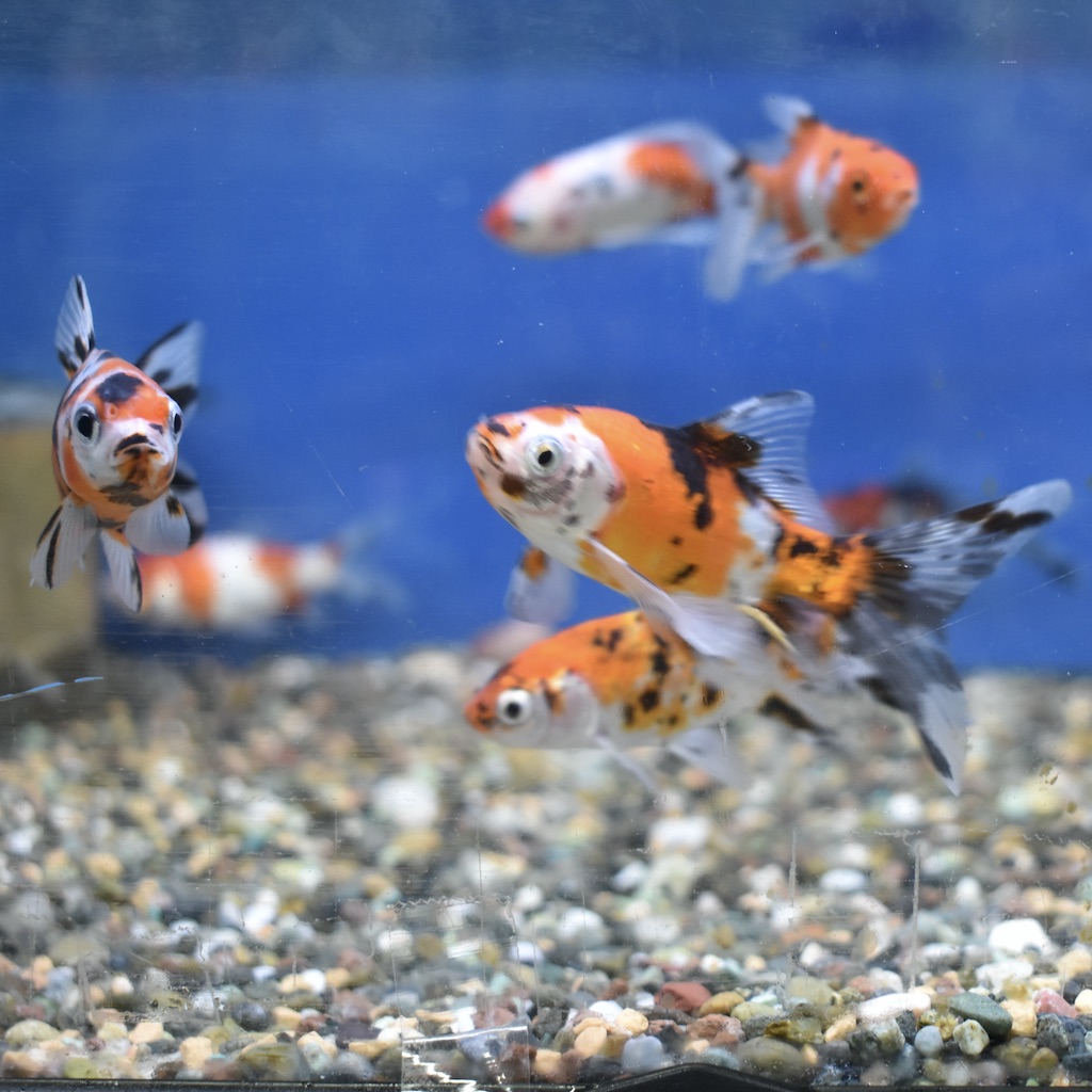 弥富・長尾産 メタリック朱文金 S(約7～8cm) 1匹 - 生体販売/金魚/【和金系】朱文金 [ヤマゲンペット]