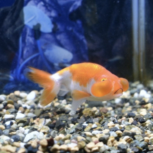 弥富 加藤産 水泡眼m 約8 9cm 1匹 生体販売 金魚 出目金型 頂天眼 水泡眼 穂竜 ヤマゲンペット