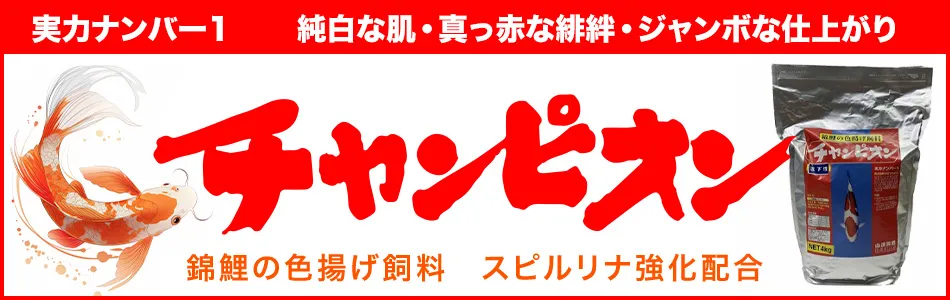 チャンピオンは錦鯉の色揚げ飼料、スピルリナ強化配合で実力はナンバー1