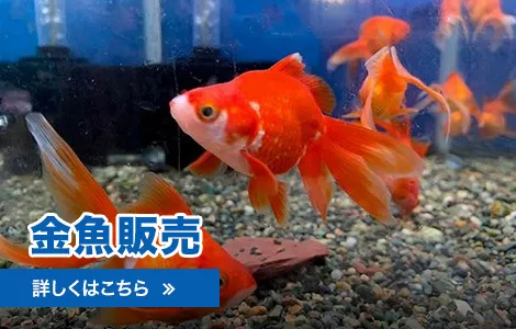 金魚販売