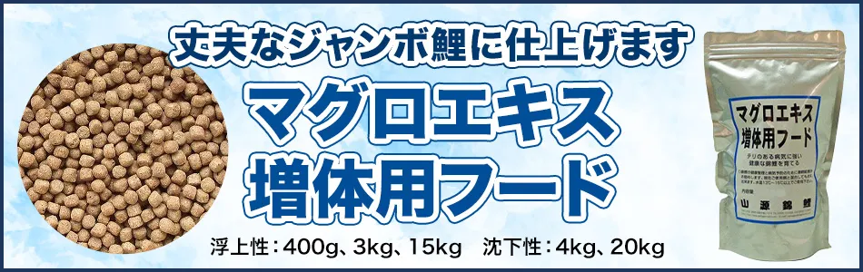 マグロエキス増体用フードで丈夫なジャンボ鯉に仕上げます